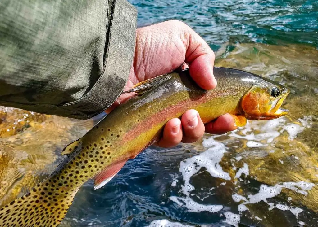 A colorful brook trout in a clear stream.