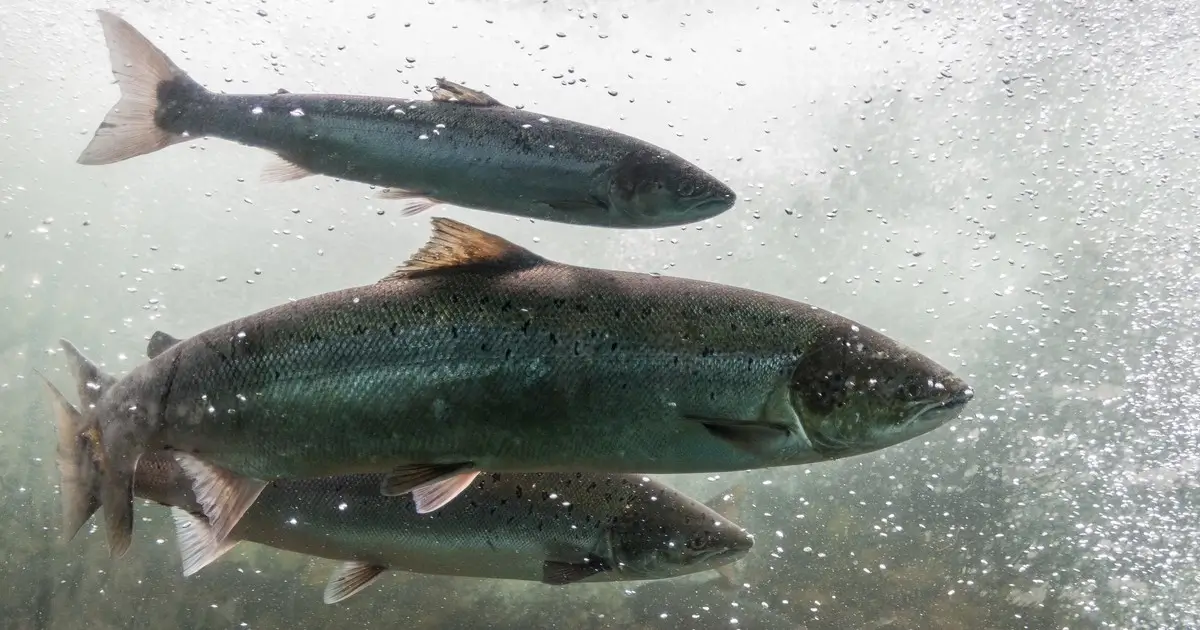 A powerful salmon swimming upstream.