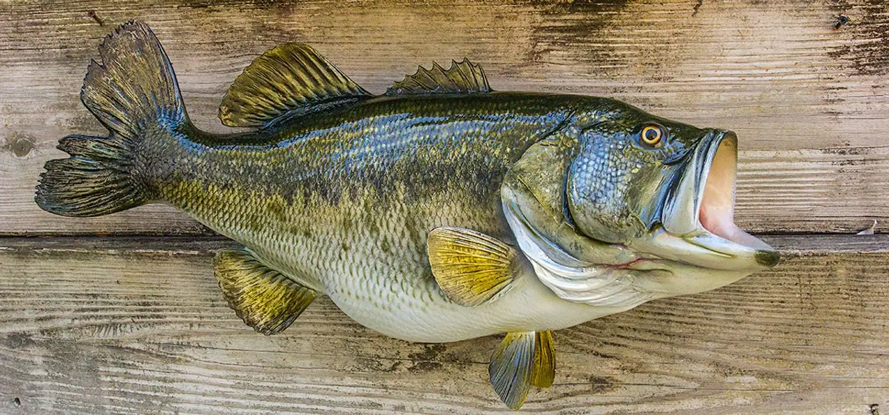 A largemouth bass