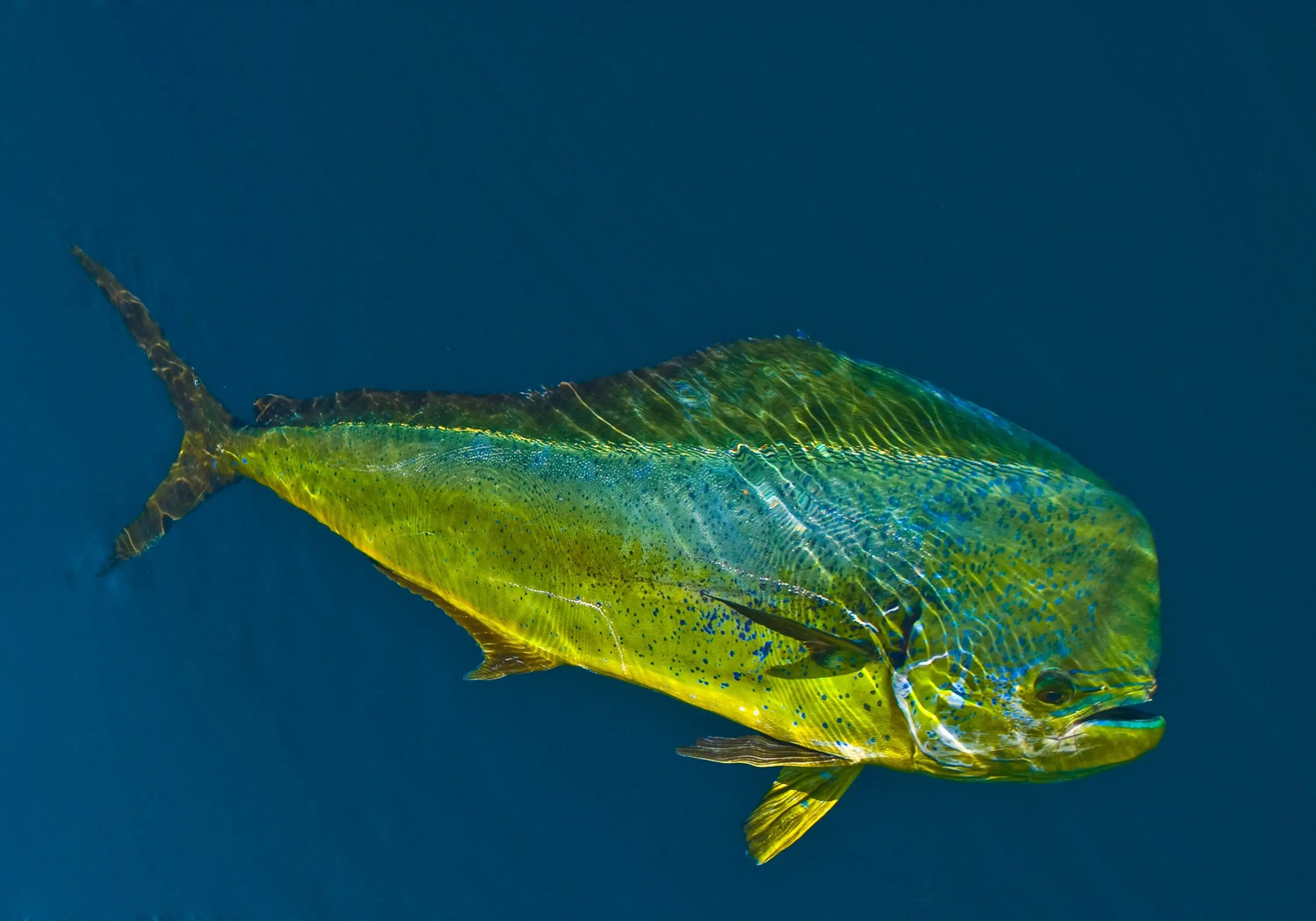 Mahi-Mahi fish