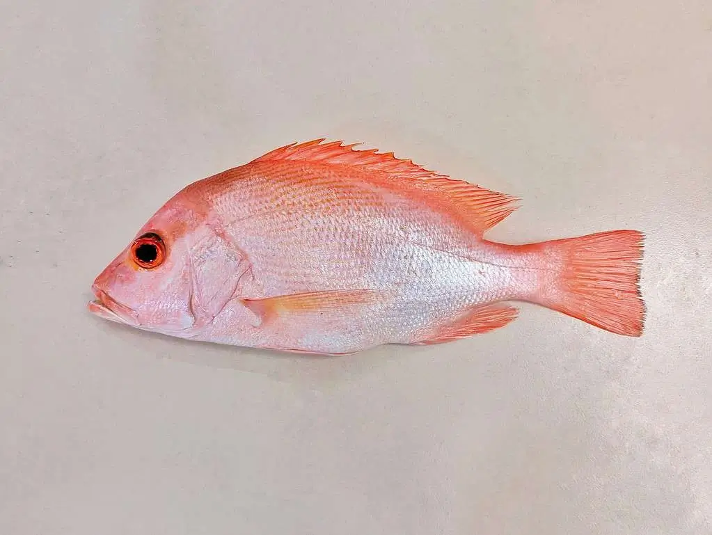 A red snapper