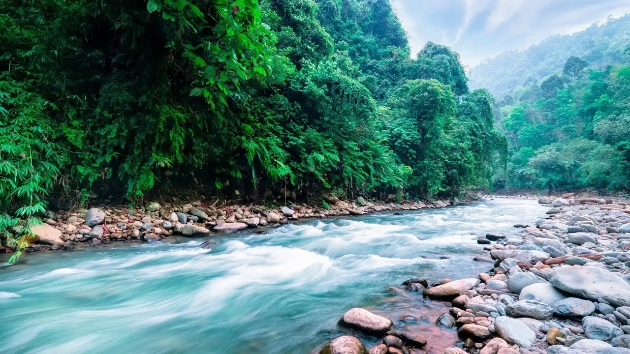 A pristine river flowing through a lush forest, symbolizing conservation.